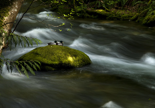 creek washington events ducks places falls bellingham mallard waterblur whatcom 0072 park20140429