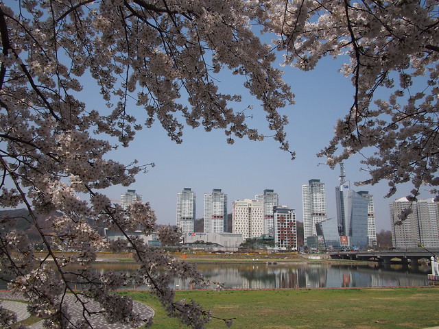 Cherry Blossoms-Daejeon-South Korea