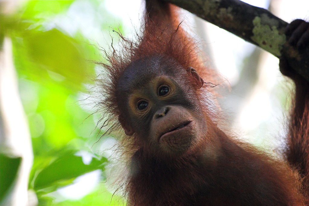 Borneo, wildlife | Kuching - Primate sanctuary | niragag | Flickr