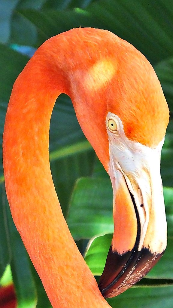 Flamingo Dscf3721 0001 01 Andre Felipe Carvalho Flickr