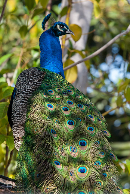 Peacock showing off its nice colors