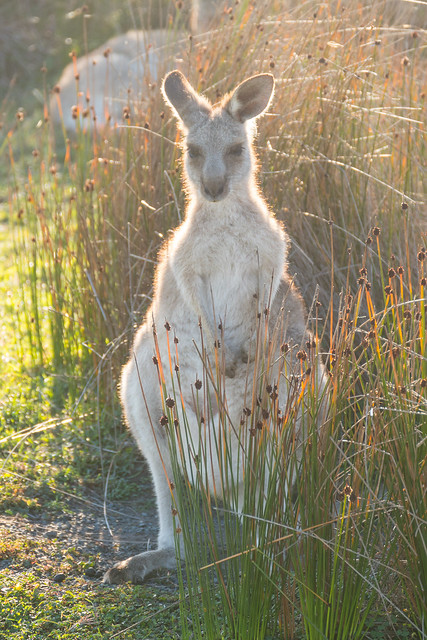 Young Female Kangaroo