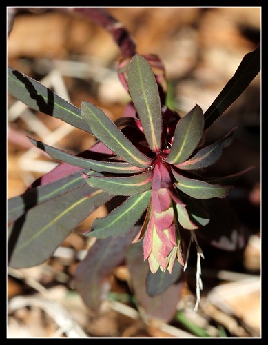 Euphorbia amygdaloides - euphorbe à feuilles d'amandier, euphorbe des bois 33983706762_0afddd4b1b