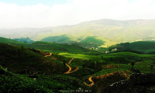 hills mountains green lush pathways tea plantation trees shades shadows sky nature landscape beauty beautiful