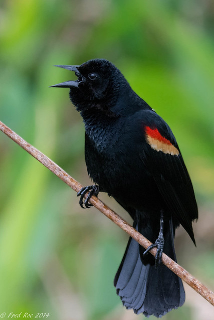 Red-winged Blackbird [Agelaius phoeniceus]