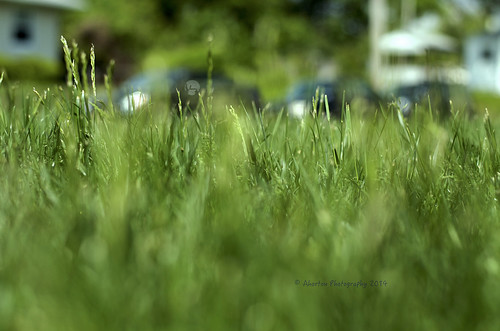 green grass spring nikon dof perspective d7000