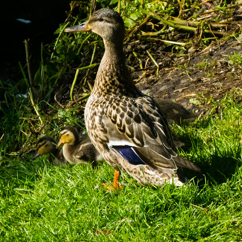 Ducklings feeding on canal bank