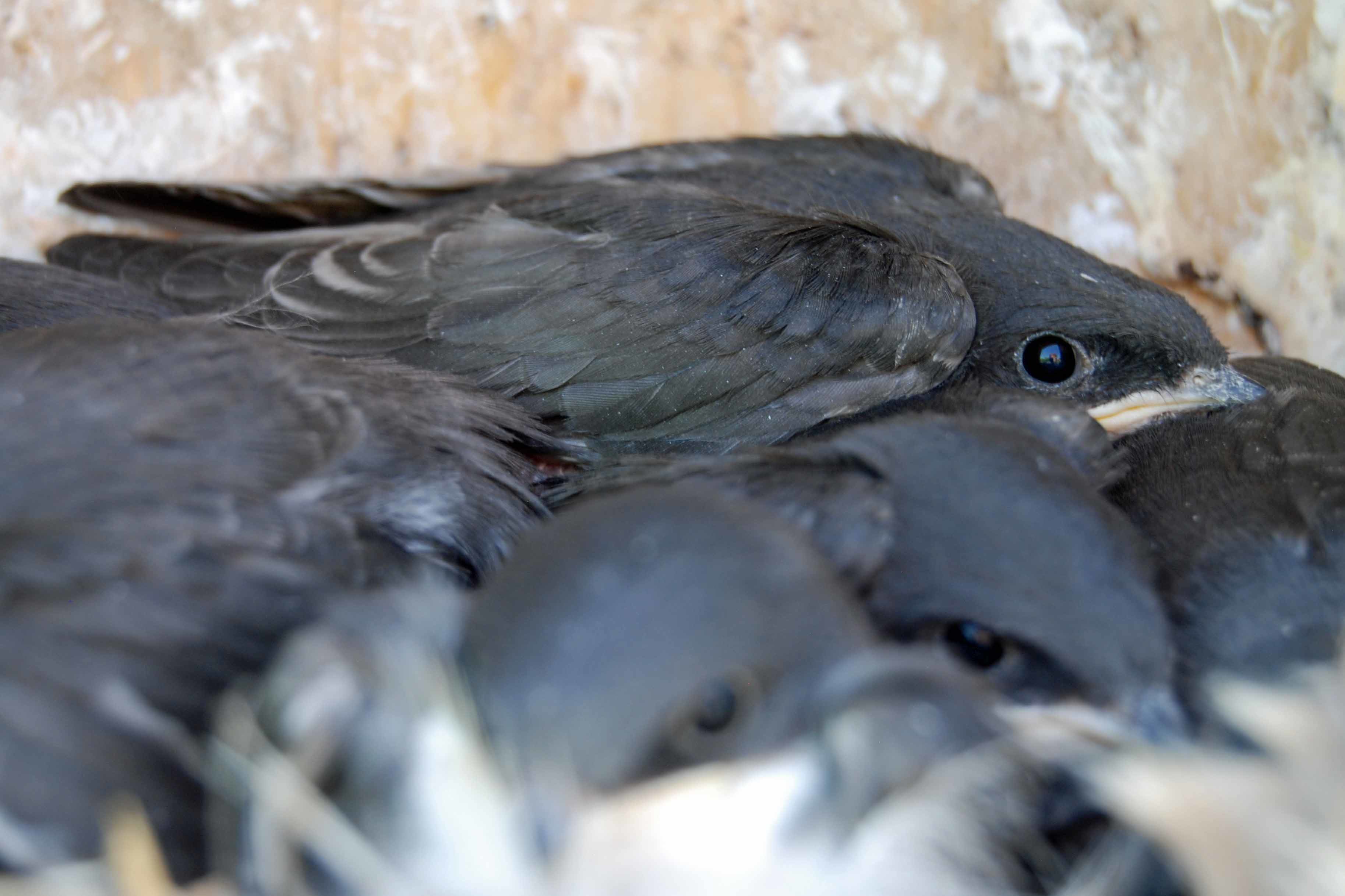 Baby birds nestled in nest