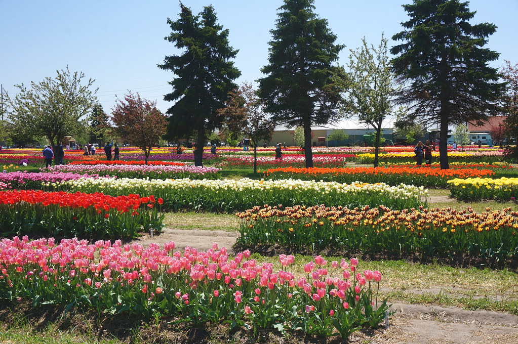 Veldheer Tulip Gardens A Dazzling Array Of Tulip Beds Flickr