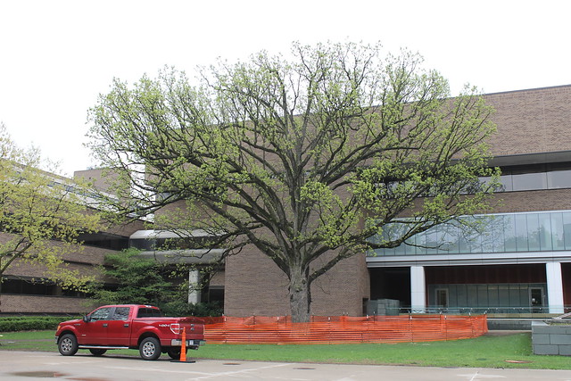 Bur Oak at University of Michigan (Ann Arbor), May 12, 2014