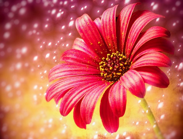 Gerbera Daisy with Custom Background by DMS - 6-12-14