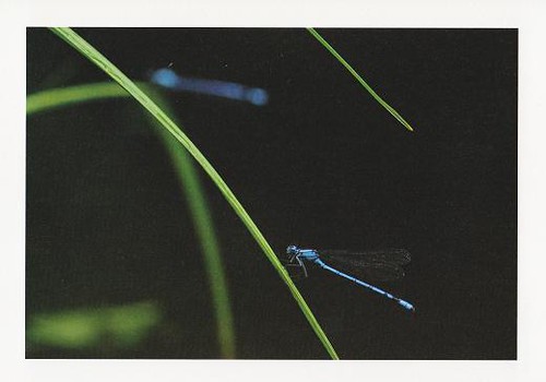 [Offer]tonbo | by miyarin(mi-mo)