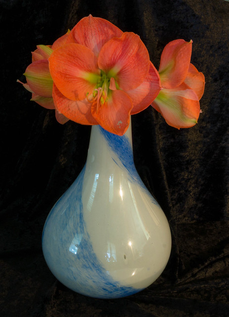 Blue vase with amaryllis