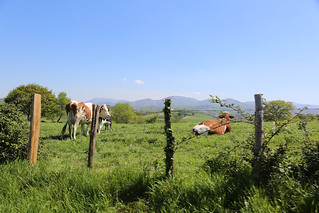 french-cows | by lieslg