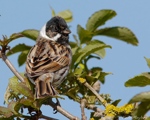 Reed Bunting-8568