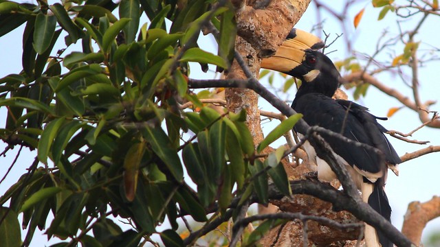 Malabarhornvogel (Anthracoceros coronatus)