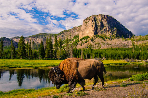 usa nature river landscape buffalo unitedstates wildlife july yellowstonenationalpark northamerica yellowstone wyoming bison madisonriver