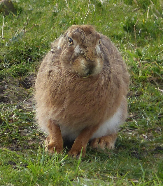 tousled hare