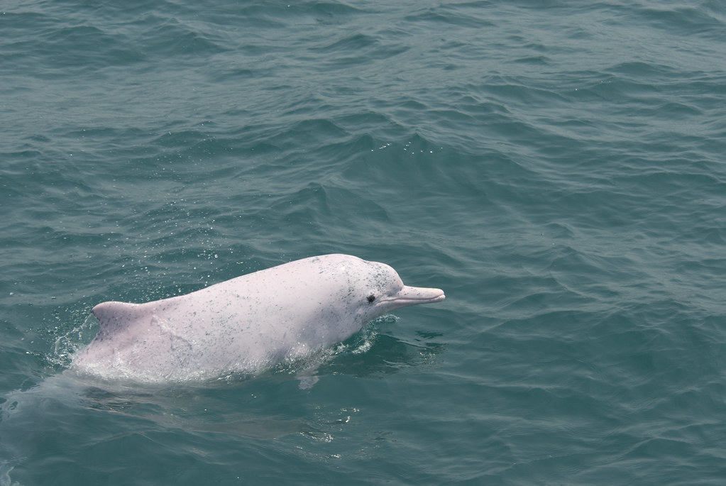 背景噪音也會影響鯨豚健康，圖為白海豚。圖片來源：林務局。