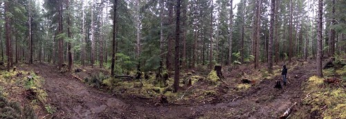 forestry sid logging ridge ms blacklab hemlock michellesmith godsvalley selectiveharvest ridgetract