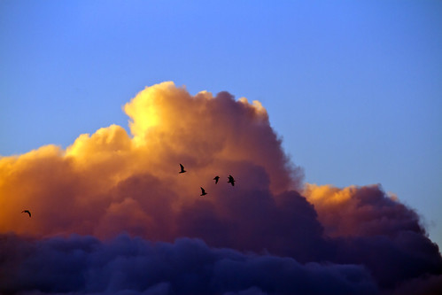 bridge colour bird silhouette st clouds contrast sunrise cloudy tourle
