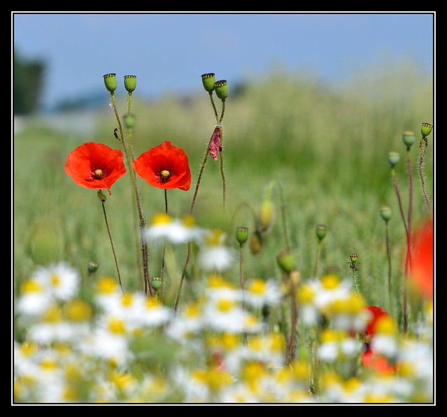 Poppy afternoon.....