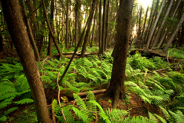 Cedar Swamp Forest