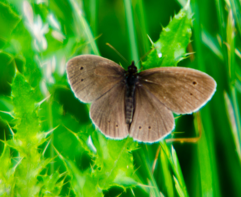 Ringlet