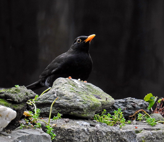 Blackbird, male