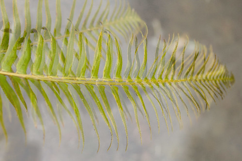 fern leaves double-exp
