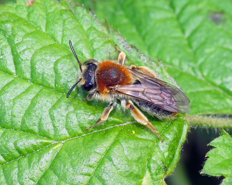Early Mining Bee - Andrena haemorrhoa [A]