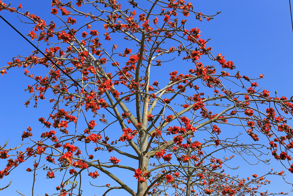 Ishen Tree IMG_3648 | yinfen | Flickr