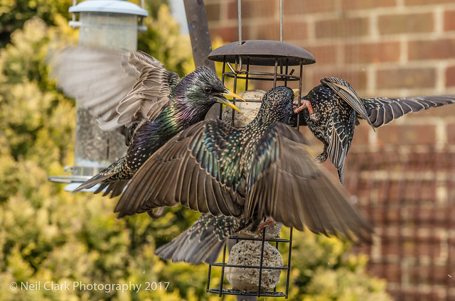 Squabbling Starlings