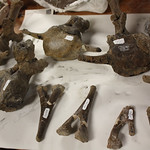 Thu, 11/21/2013 - 5:01pm - Vertebrate Paleontology Collection