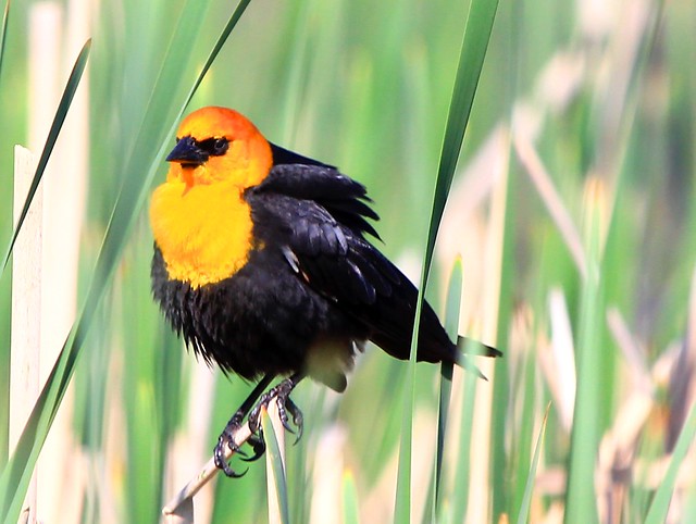 yellow-headed blackbird IMG_6934