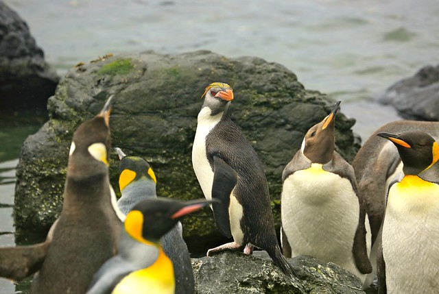 Royal Penguin in a Spot of Bother King Penguins Royal Penguins Coming Ashore Subantarctic Macquarie Island Australia