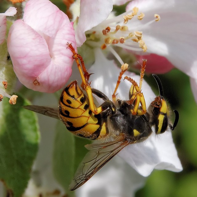 wasp doing spring cleaning ;-)