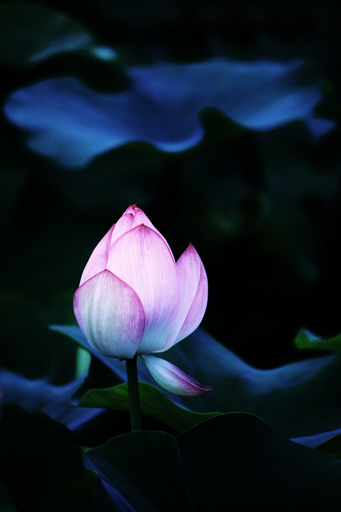 lotus | Though a flower opens from mud, the lotus makes a cl… | Flickr