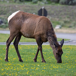 Elk in Mammoth