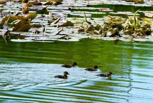 Ducklings, Fowler's Park