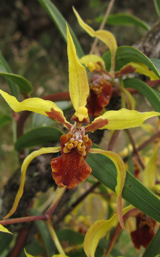 Endemic Odontoglossum (Cyrtochilum) cf. weirii orchid 2 - Chingaza, E Andes
