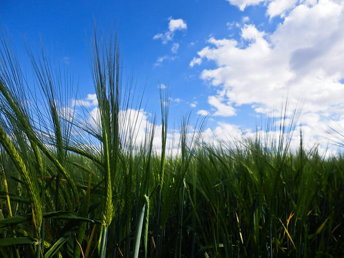 naturaleza verde planta primavera nature azul landscape paisaje colores cielo nubes campo fuenlabrada espigas laavanzada espiga laolla gramíneas