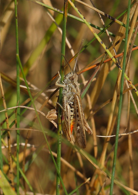 field grasshopper