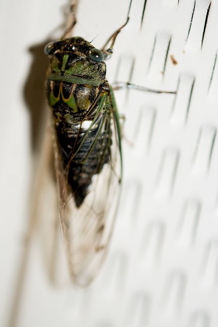 2016 Annual Cicada (Tibicen canicularis) 8