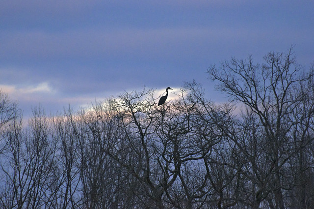 Sunset and a Great Blue Heron DSC0156