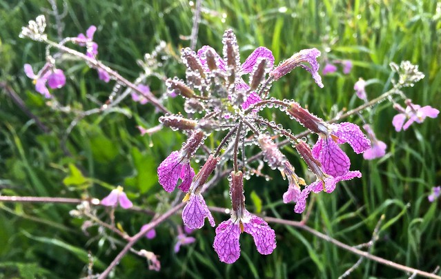 wet and wildflower