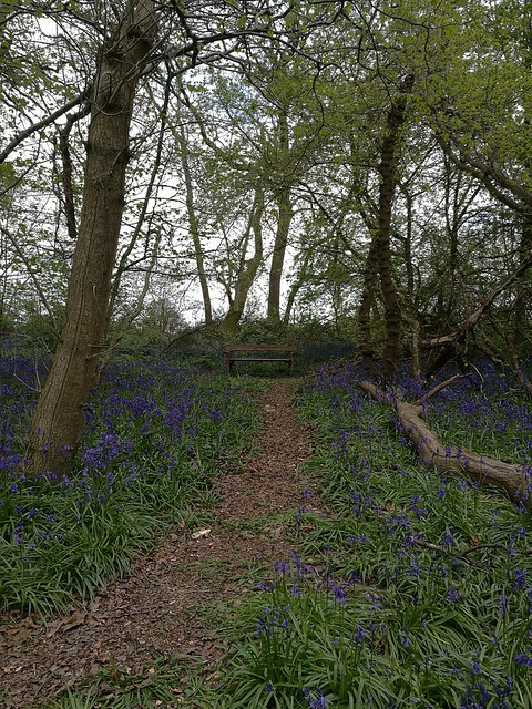 Old Park Wood, Harefield