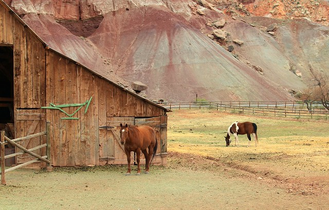 Horses of the Canyon