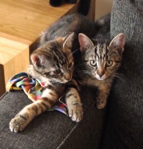 siamese kittens | by zombie101