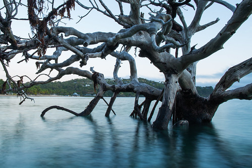 reflection tree beach dawn australia queensland hamiltonisland